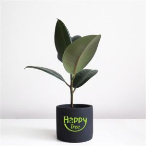 CÂY ĐA BÚP ĐỎ